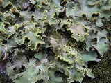 Pseudocyphellaria aurata image
