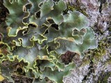 Pseudocyphellaria aurata image