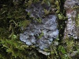 Degelia atlantica image