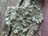 Parmelinopsis minarum image