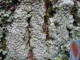 Pertusaria pertusa image