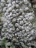 Pertusaria pertusa image