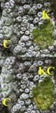 Pertusaria pertusa image