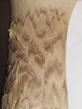Amanita sect. Vaginatae image