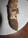 Amanita sect. Vaginatae image