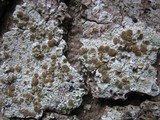 Lecanora rubicunda image