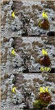 Lecanora rubicunda image