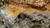 Fuligo septica image