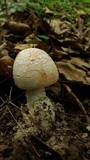Amanita whetstoneae image