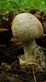 Amanita whetstoneae image