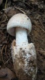 Amanita whetstoneae image