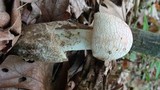 Amanita whetstoneae image