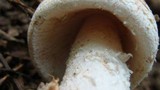 Amanita whetstoneae image