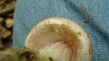 Amanita whetstoneae image