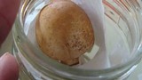 Amanita whetstoneae image