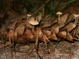 Baeospora myosura image