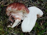 Hygrophorus purpurascens image