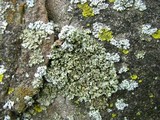 Physciella chloantha image