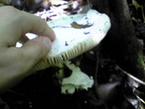 Amanita virgineoides image