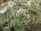 Physciella chloantha image