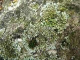 Physciella chloantha image