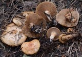Pholiota olivaceophylla image