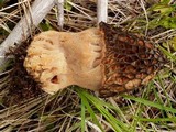 Morchella snyderi image