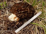 Morchella snyderi image