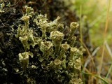 Cladonia metacorallifera image