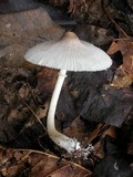Leucocoprinus longistriatus image