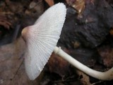 Leucocoprinus longistriatus image