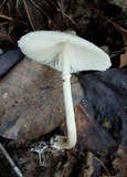 Leucocoprinus longistriatus image
