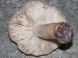 Tricholoma pardinum image