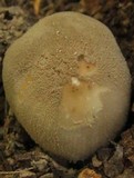 Amanita farinosa image