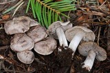 Tricholoma moseri image