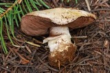 Agaricus albolutescens image