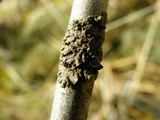 Melanohalea subolivacea image