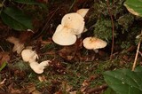 Rhodocollybia maculata image