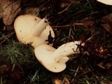 Rhodocollybia maculata image