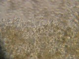Kuehneromyces lignicola image