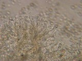 Kuehneromyces lignicola image