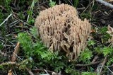 Ramaria marrii image