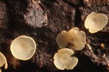 Hyalorbilia inflatula image
