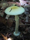 Amanita velatipes image