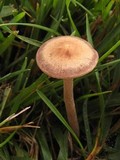 Panaeolus cinctulus image