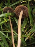 Panaeolus cinctulus image