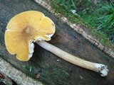 Pluteus flavofuligineus image