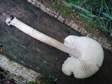 Pluteus flavofuligineus image