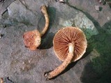 Flammulaster erinaceellus image
