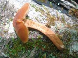 Pholiota granulosa image